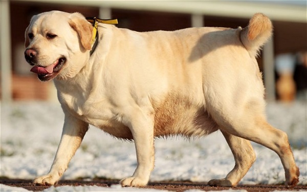 how do you become a guide dog trainer