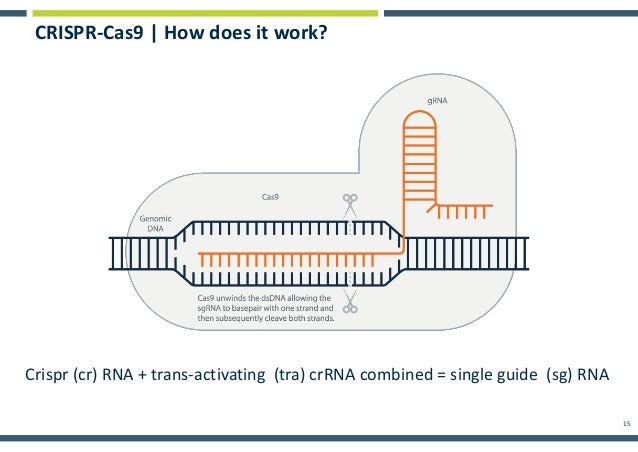 cas9 guide rna directed genome editing in soybean