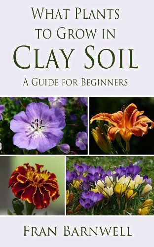 beginners guide to planting flowers