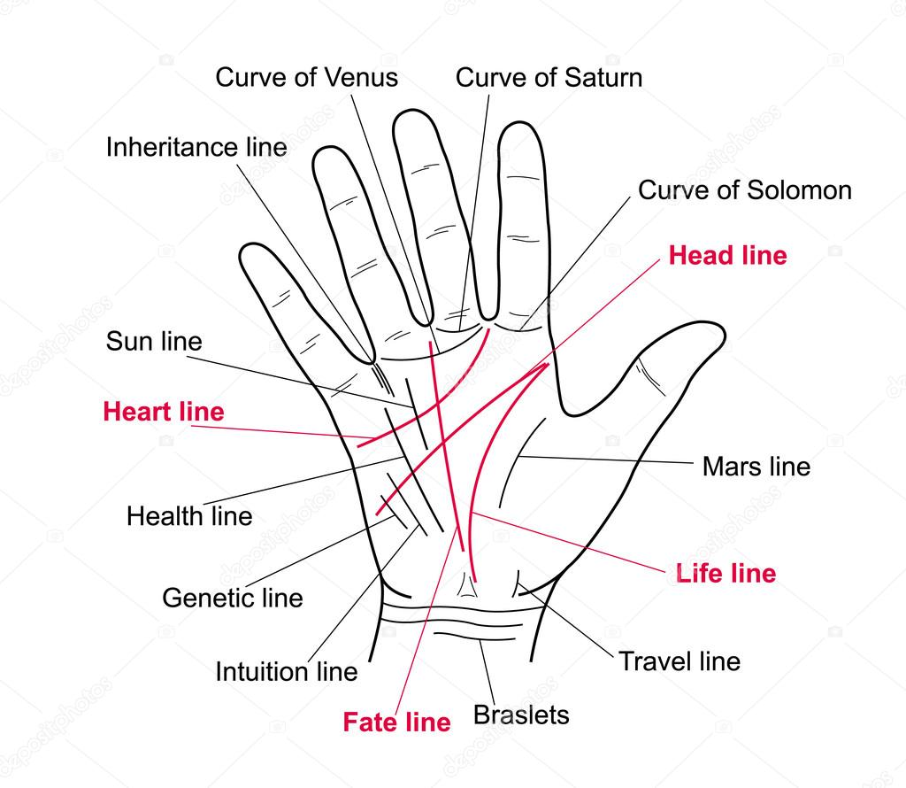 palm reading guide health line