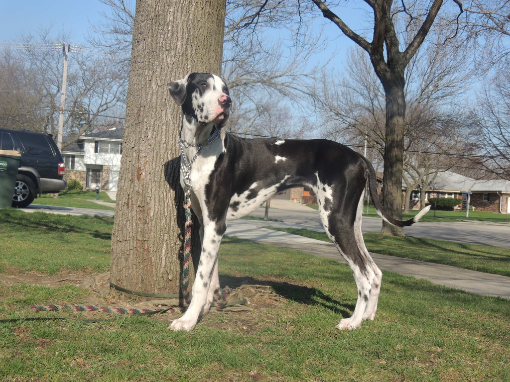 guide to owning a great dane