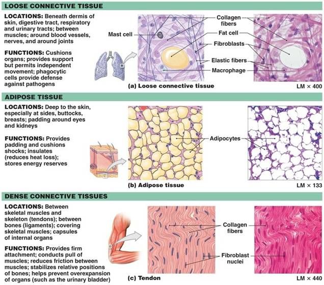 anatomy and physiology tissues study guide