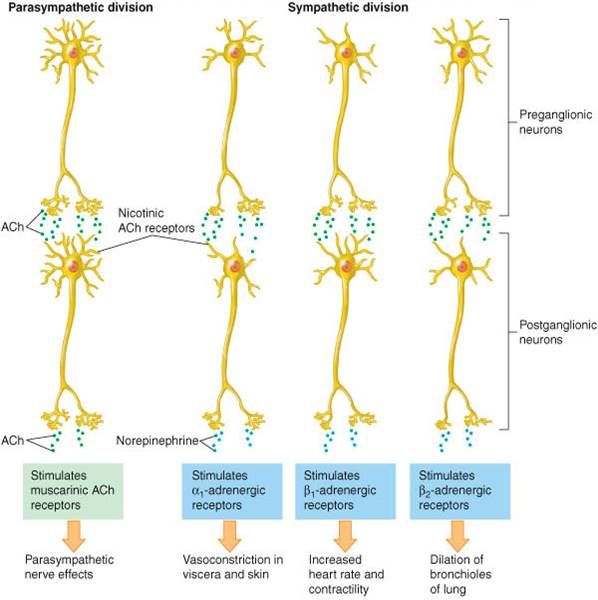 autonomic nervous system study guide