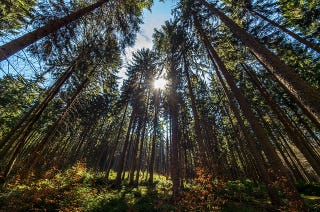 trees and forests study guide
