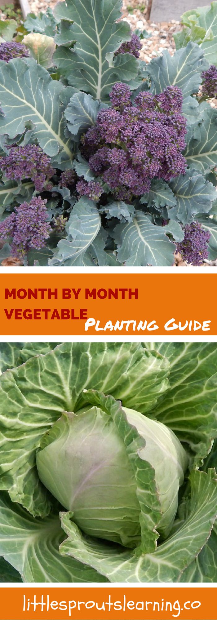 vegetable planting guide zone 4